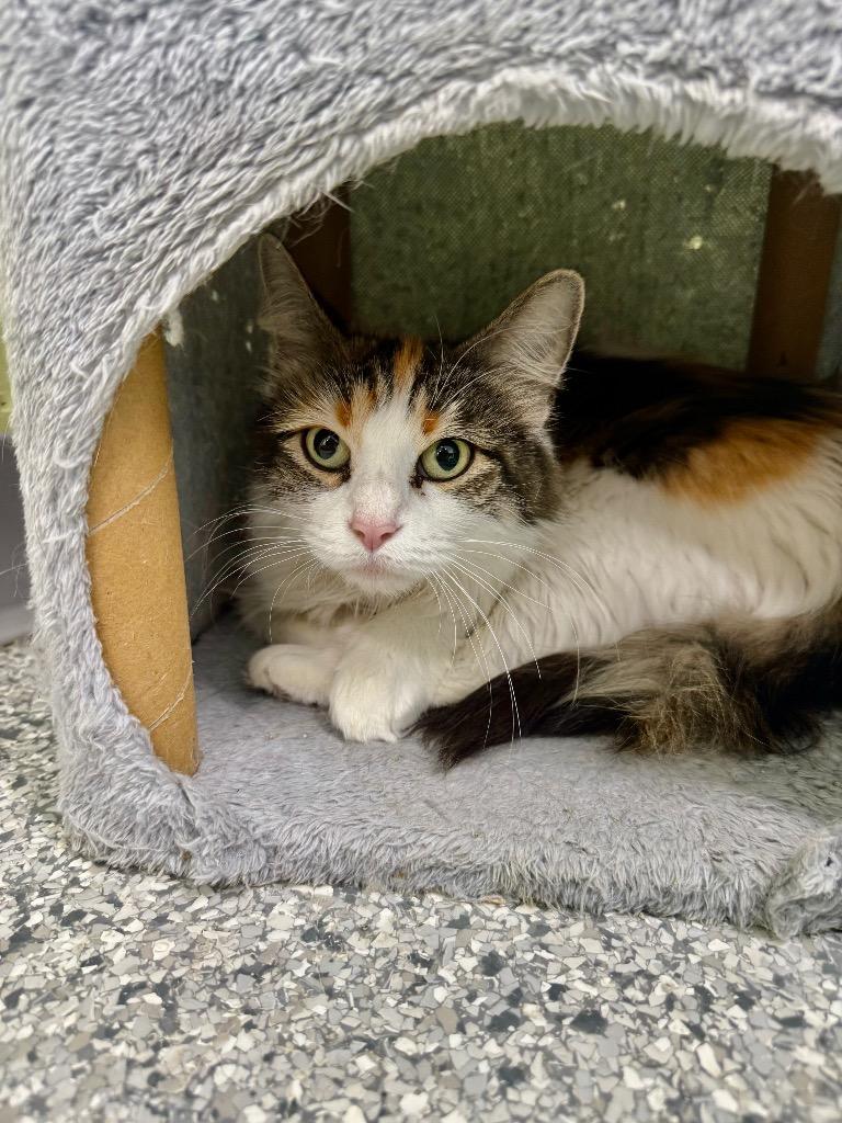 Goldendoodle, a Adoptable mixed breed in Auburn, IN image 2/2