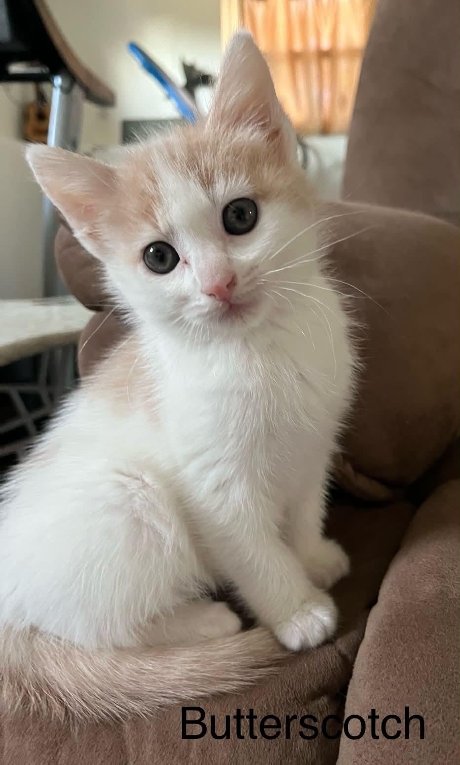 Butterscotchn - Adopted 5-16-26, an adopted Domestic Short Hair in Livonia, MI image 2/4