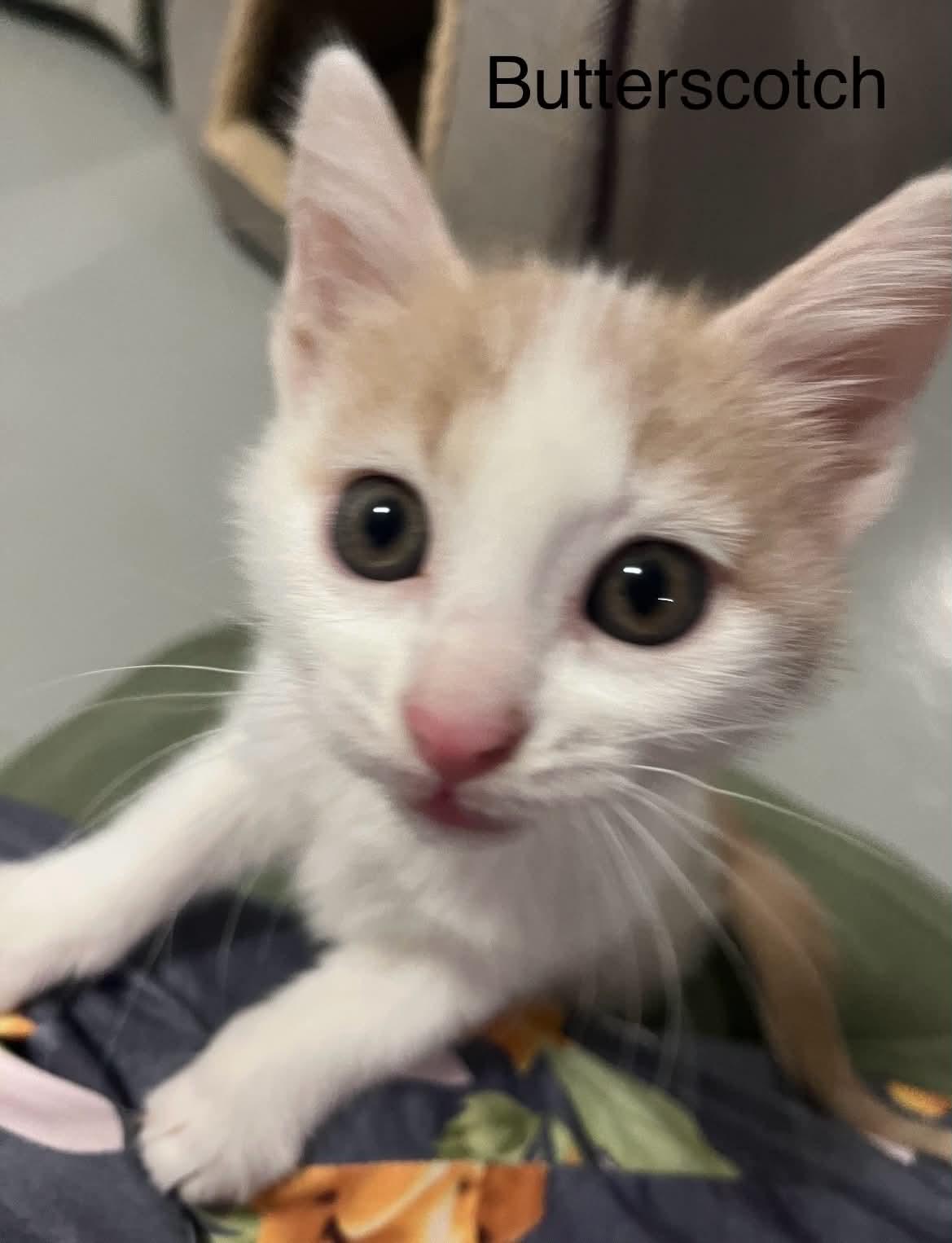 Butterscotchn - Adopted 5-16-26, an adopted Domestic Short Hair in Livonia, MI image 3/4