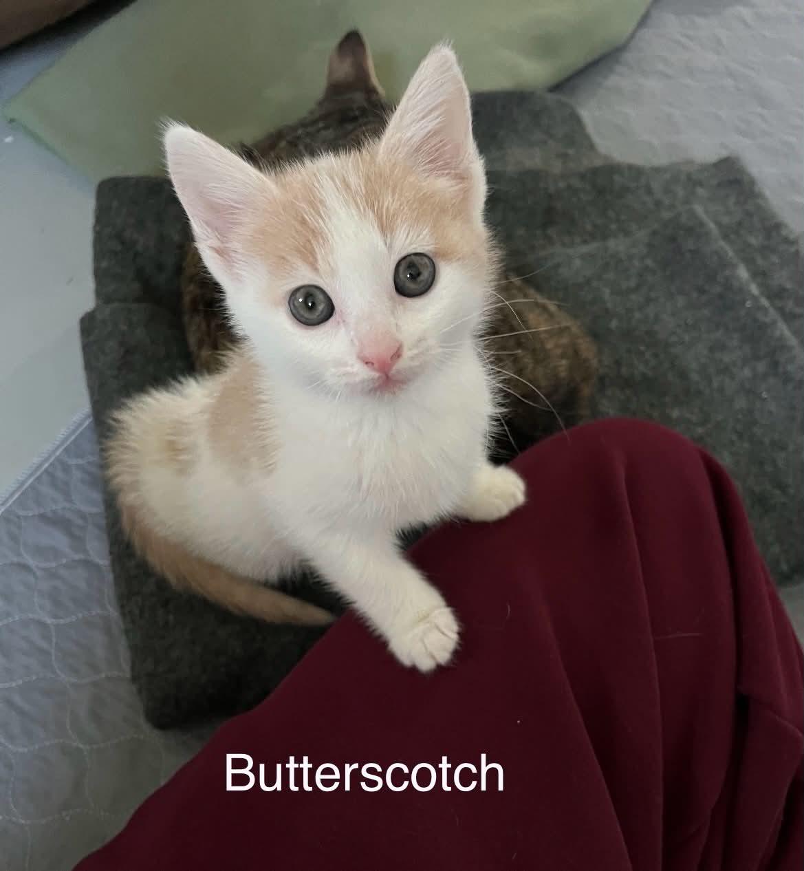 Butterscotchn - Adopted 5-16-26, an adopted Domestic Short Hair in Livonia, MI image 1/4