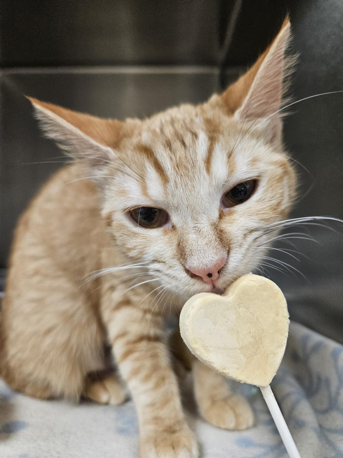 Manuka, Adoptable, Young Female Domestic Short Hair.