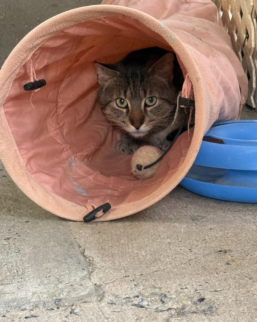 Rip/Lick, Adoptable, Young Male Domestic Short Hair.
