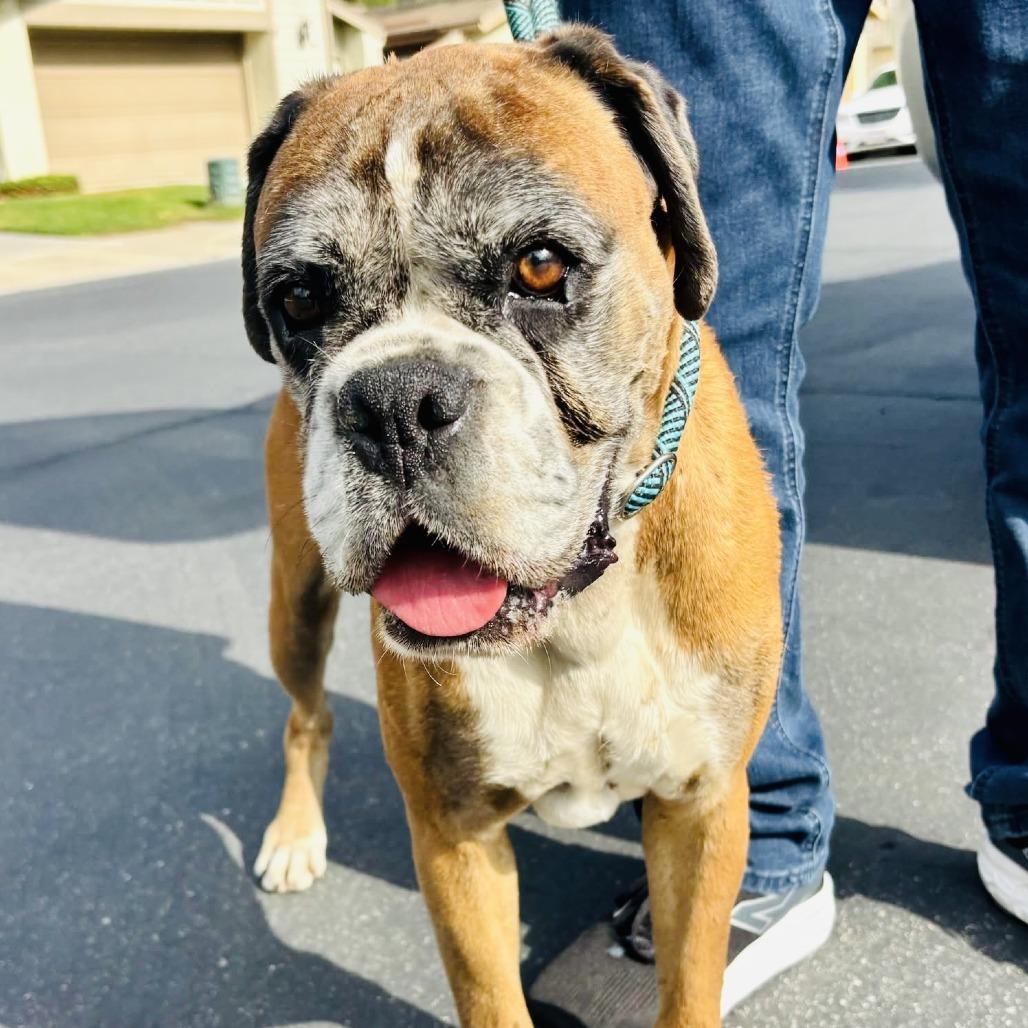 Tammy, Adoptable, Senior Female Boxer.