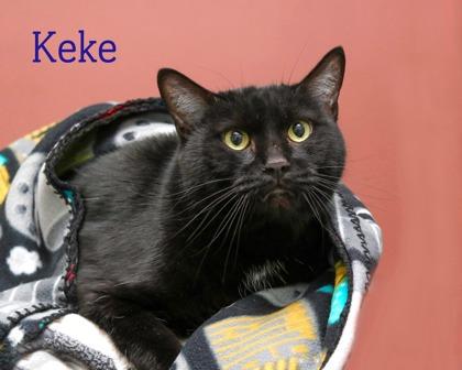 Keke, Adoptable, Adult Male Domestic Short Hair & Domestic Short Hair.