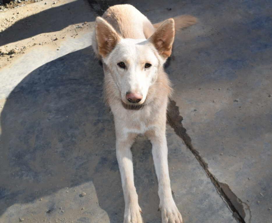 Enlarge Blaze, a Adoptable mixed breed in Pleasant Grove, CA image 1/2