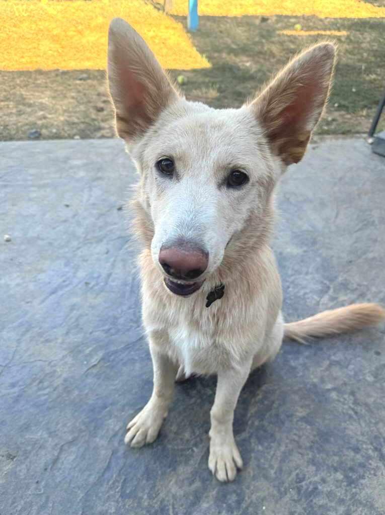 Enlarge Blaze, a Adoptable mixed breed in Pleasant Grove, CA image 2/2