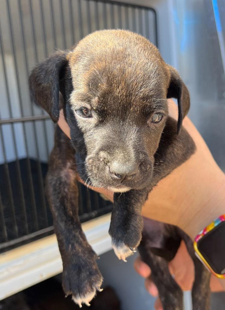 Finny/Wolverine, Adoptable, Young Male Pit Bull Terrier.