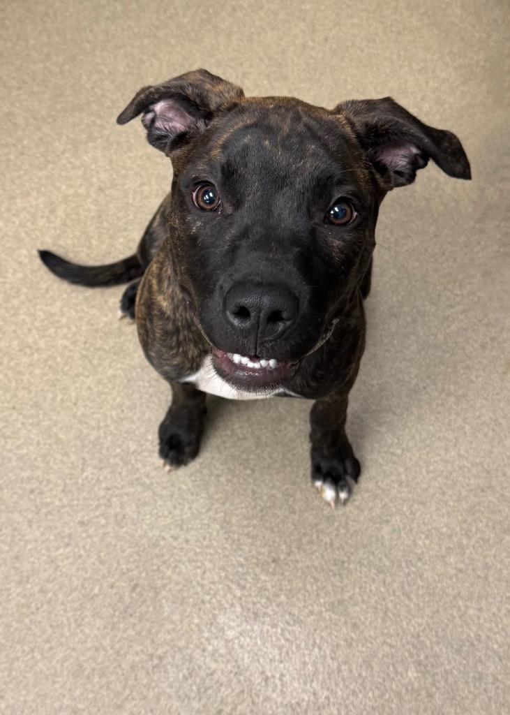 Finnywolverine thumbnail 2