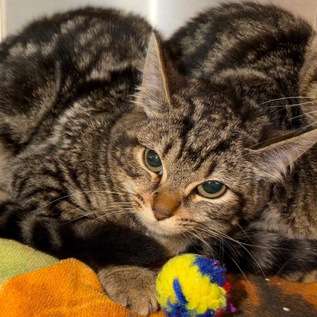 Nadia, Adoptable, Kitten Female Domestic Short Hair.