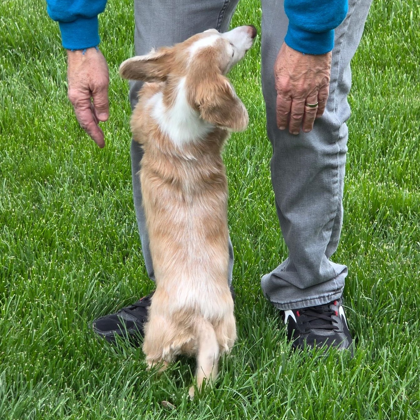 BB, an adopted Dachshund in Omaha, NE image 2/4