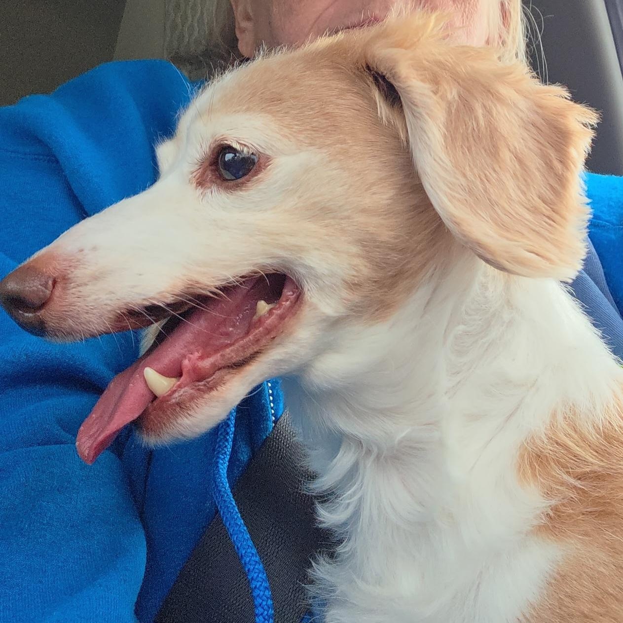 BB, an adopted Dachshund in Omaha, NE image 1/4