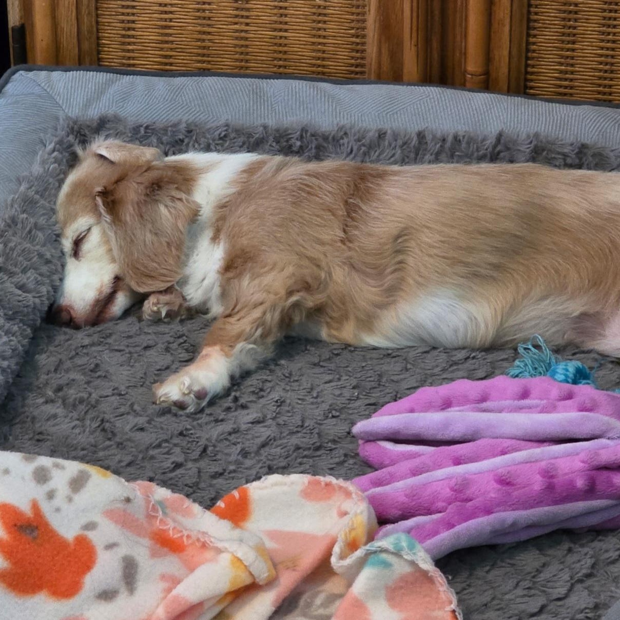 BB, an adopted Dachshund in Omaha, NE image 4/4