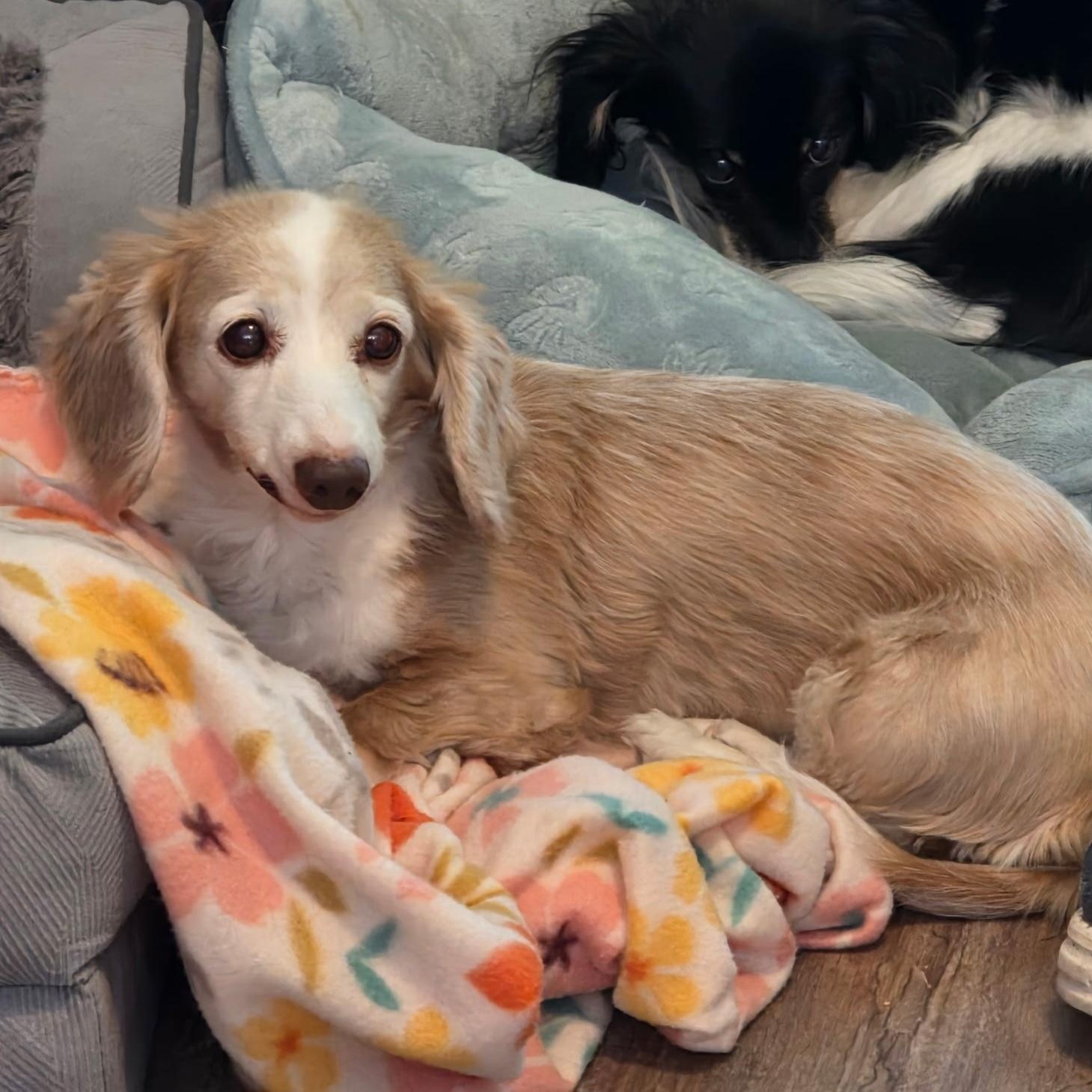BB, an adopted Dachshund in Omaha, NE image 3/4