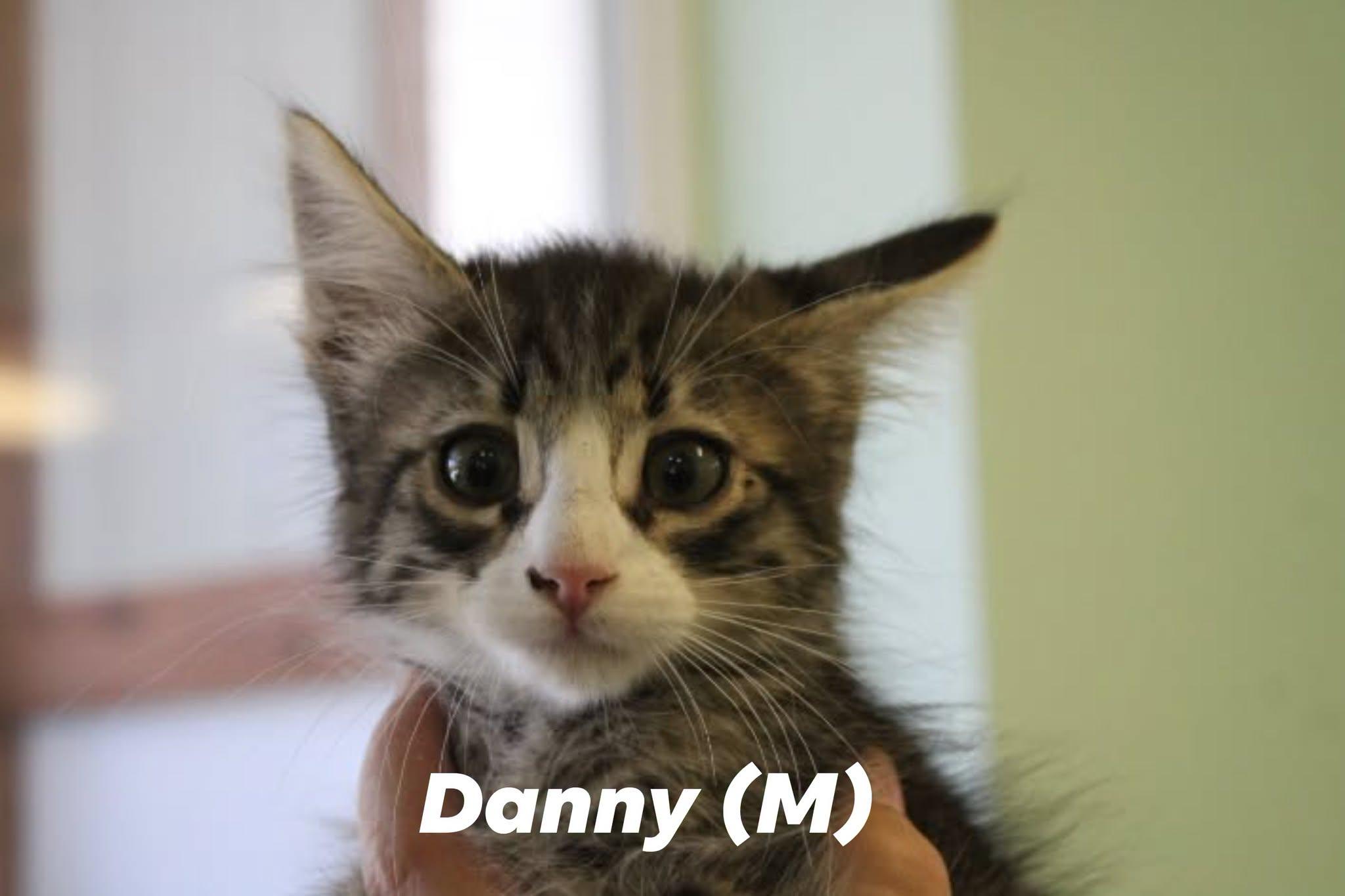 Enlarge Danny, an adopted mixed breed in Weaverville, CA image 1/1