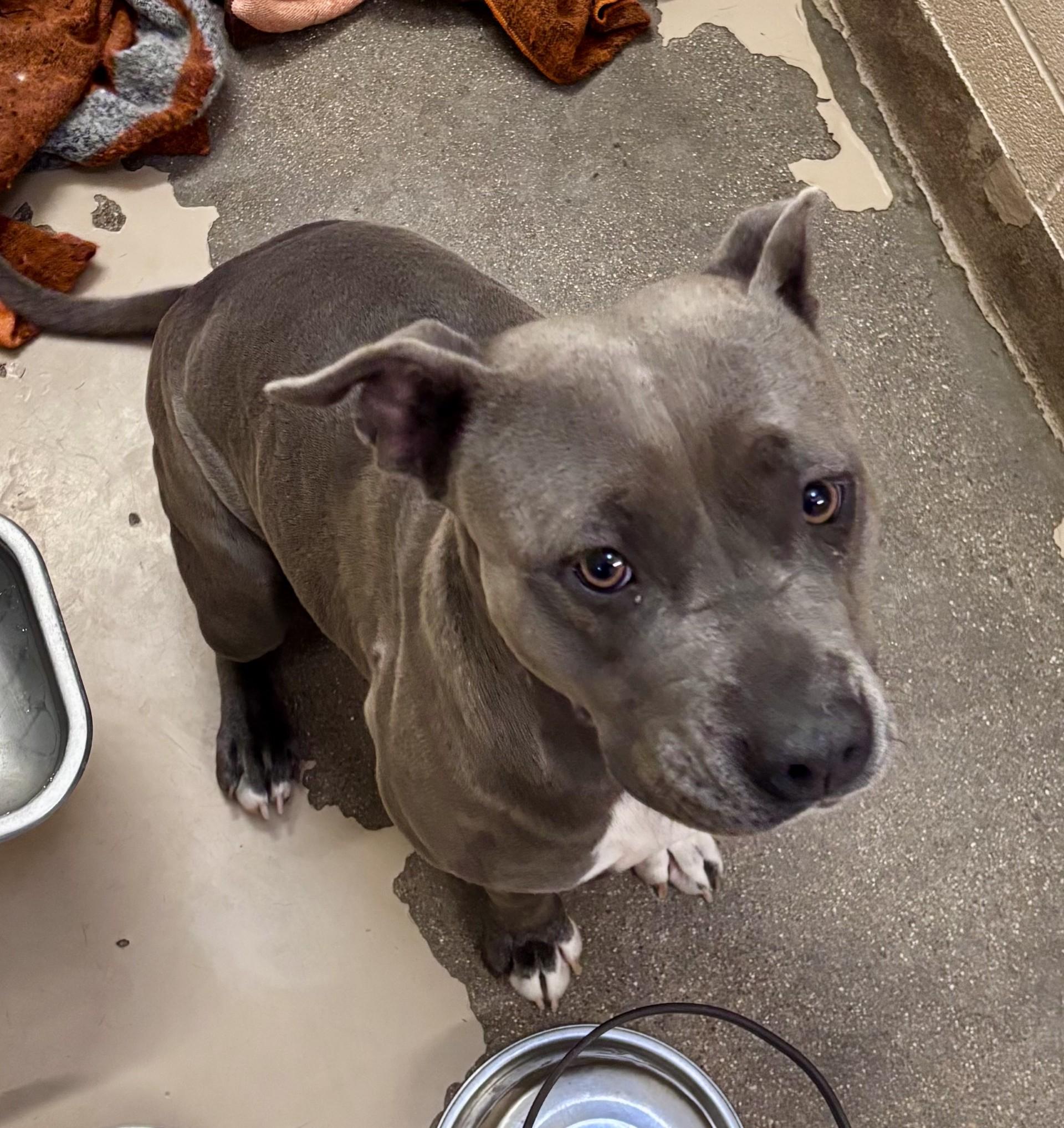 Enlarge Luna, a Adoptable Pit Bull Terrier in Sierra Vista, AZ image 2/2