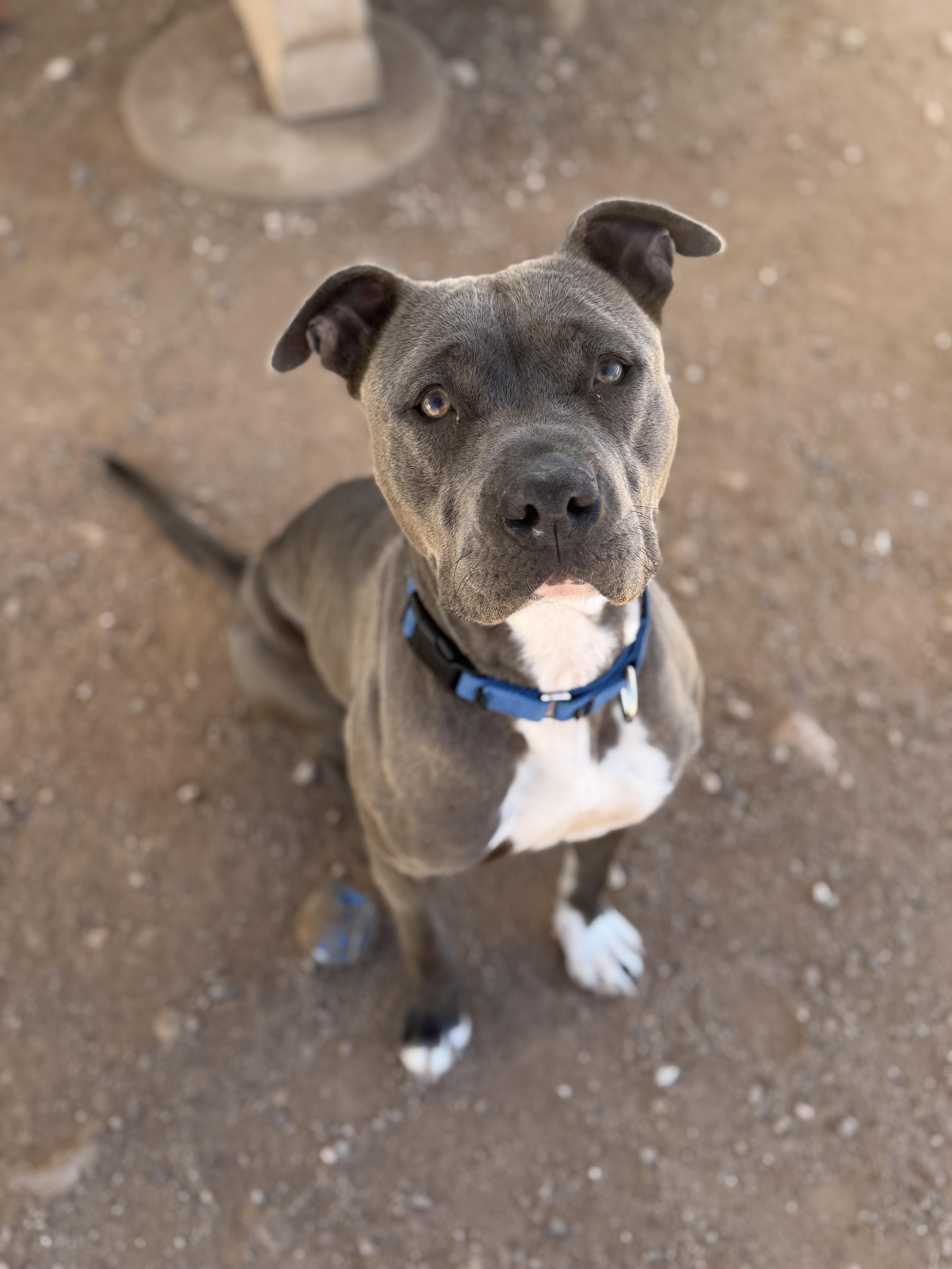 Enlarge Luna, a Adoptable Pit Bull Terrier in Sierra Vista, AZ image 1/2