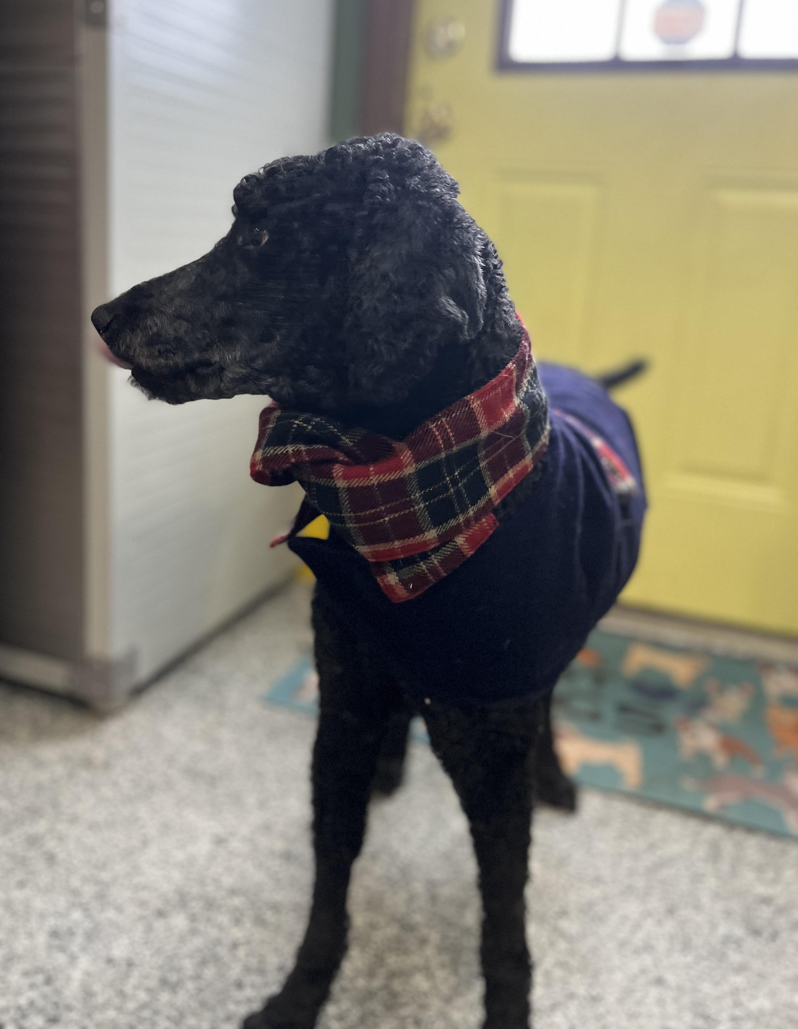 Duke , an adopted Poodle in Blackstone, MA image 6/6