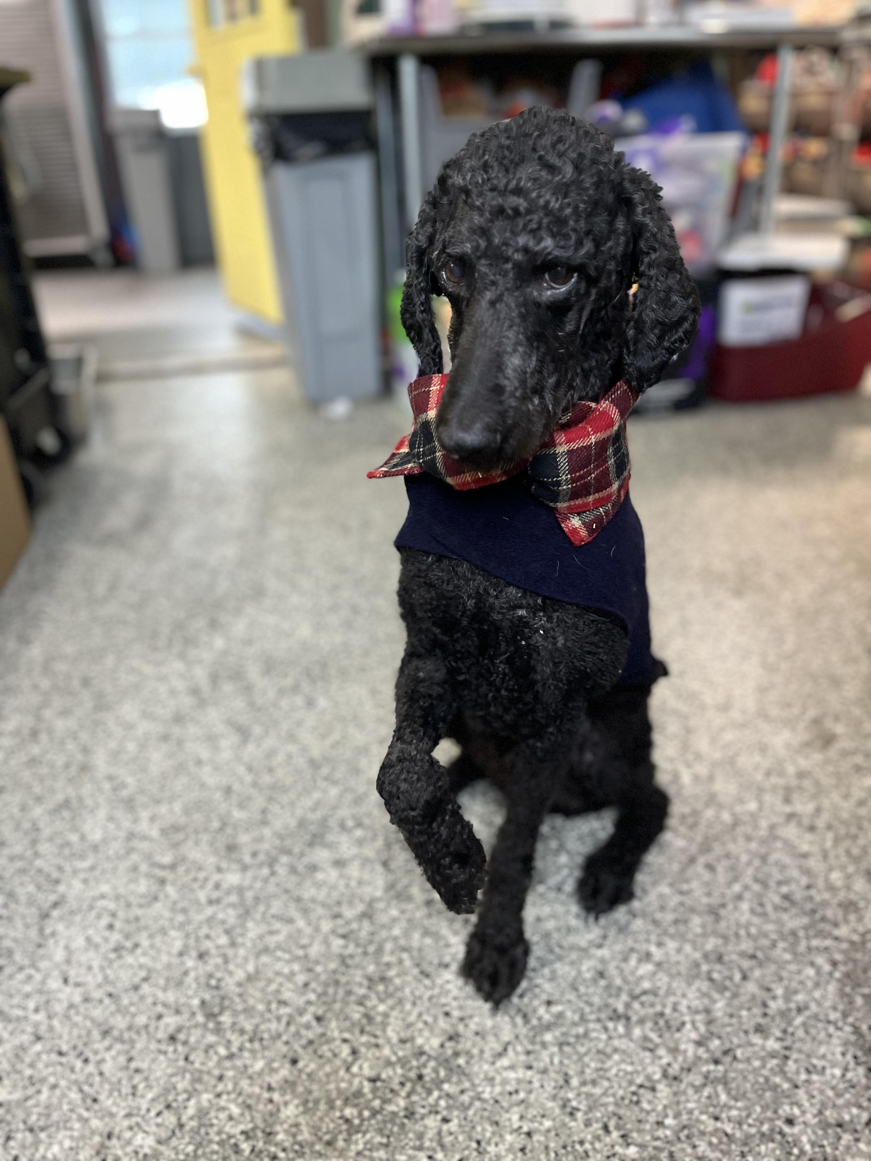 Duke , an adopted Poodle in Blackstone, MA image 3/6