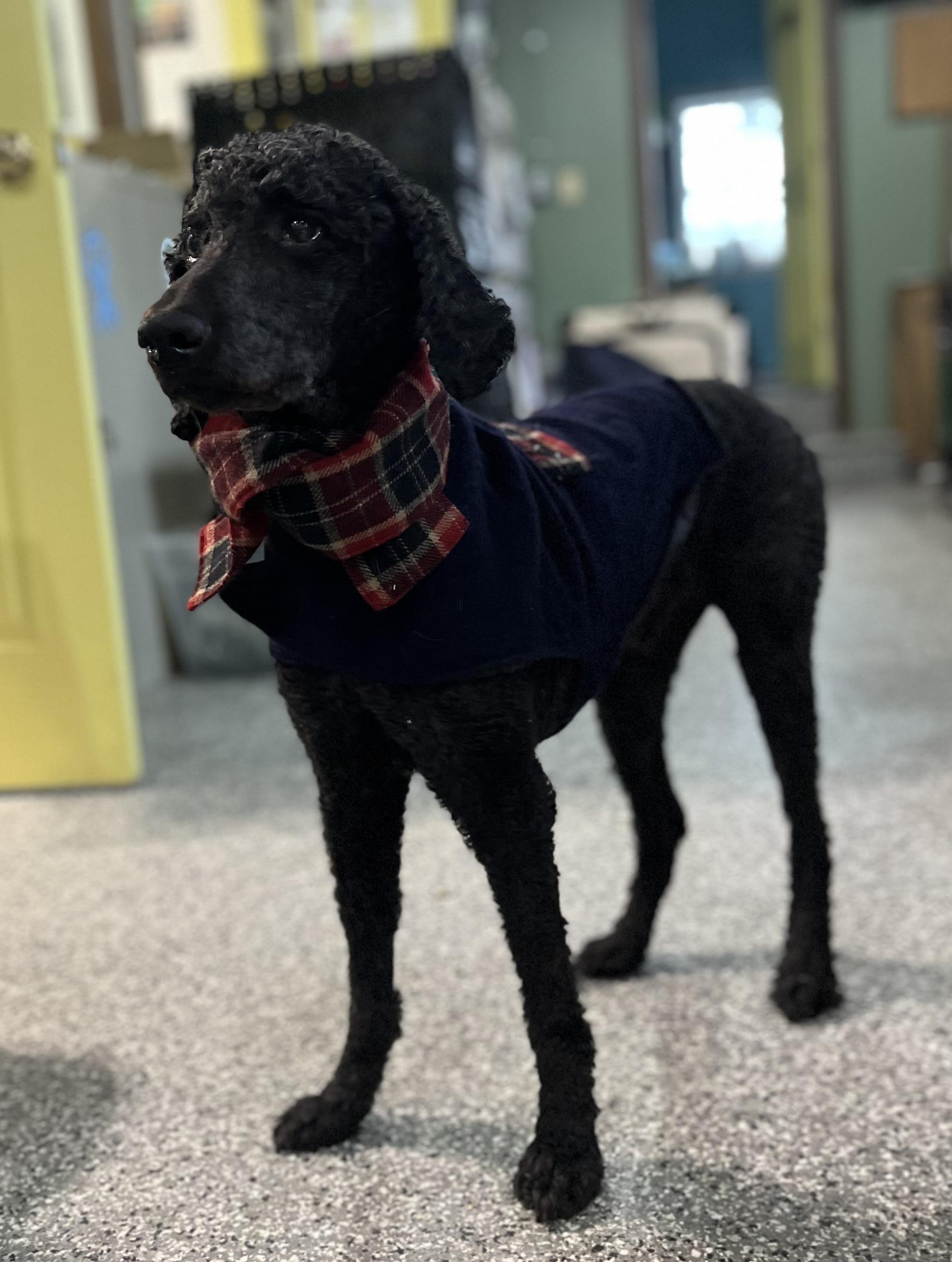 Duke , an adopted Poodle in Blackstone, MA image 2/6