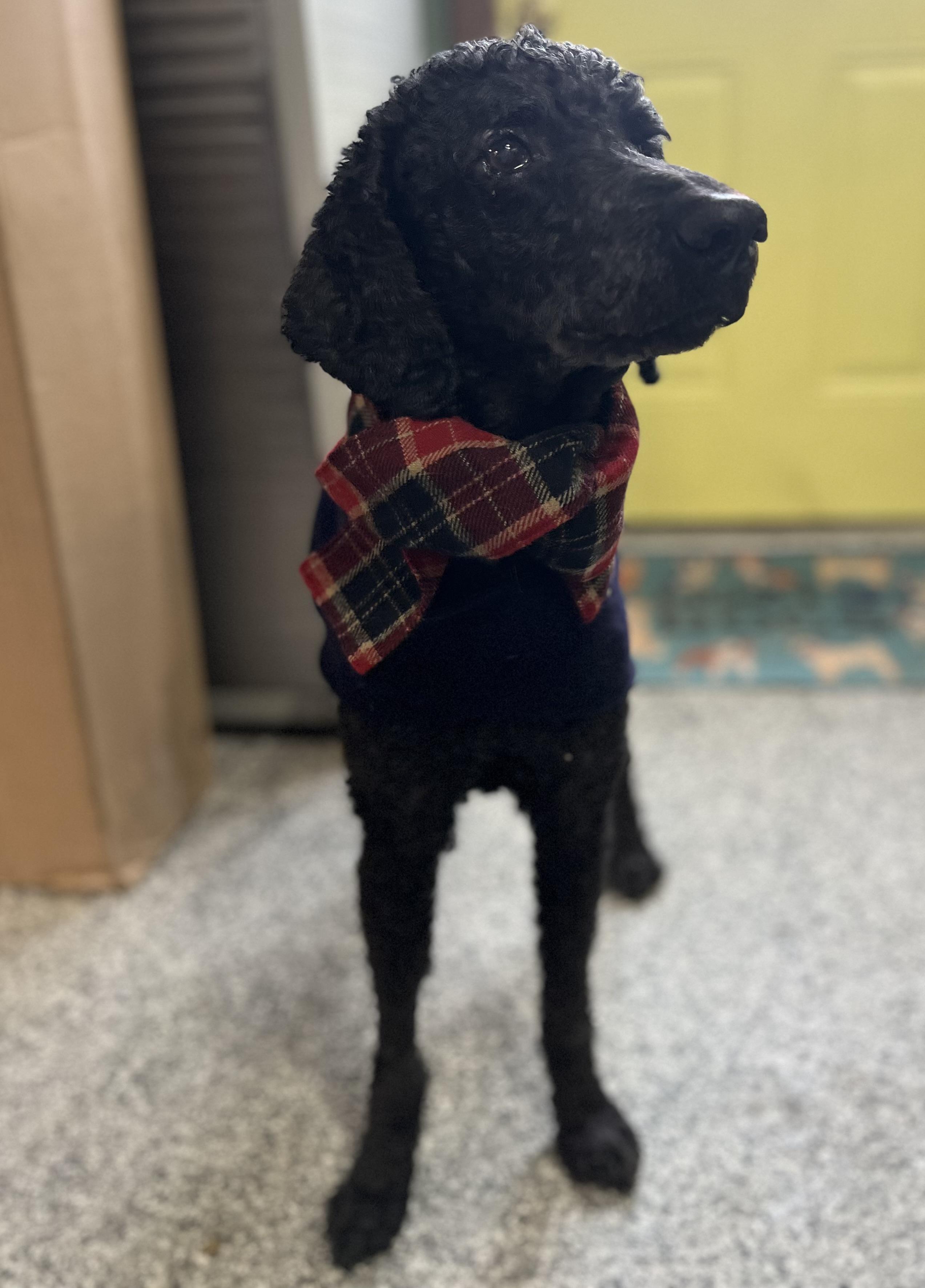 Duke , an adopted Poodle in Blackstone, MA image 4/6