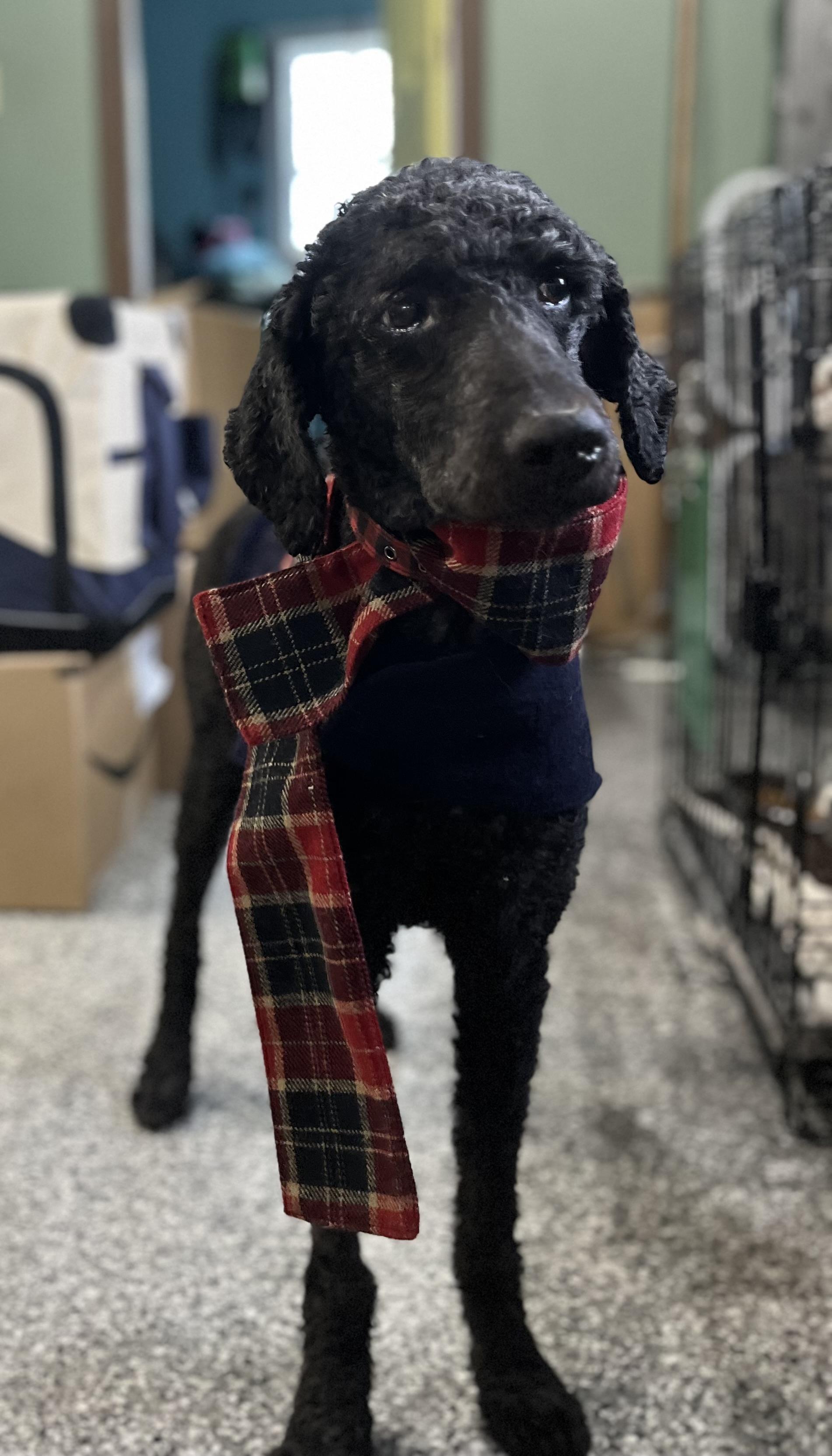 Duke , an adopted Poodle in Blackstone, MA image 5/6