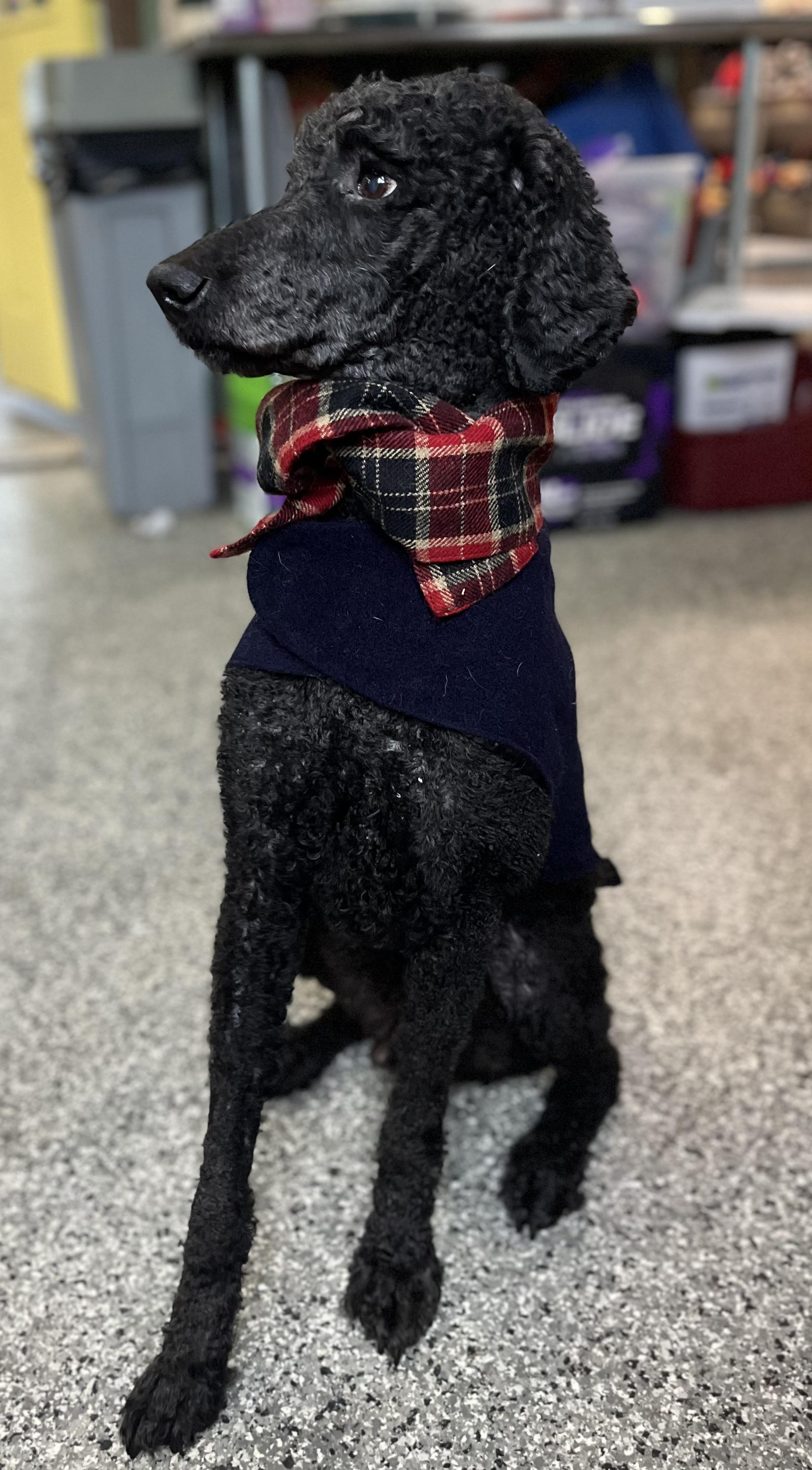Duke , an adopted Poodle in Blackstone, MA image 1/6