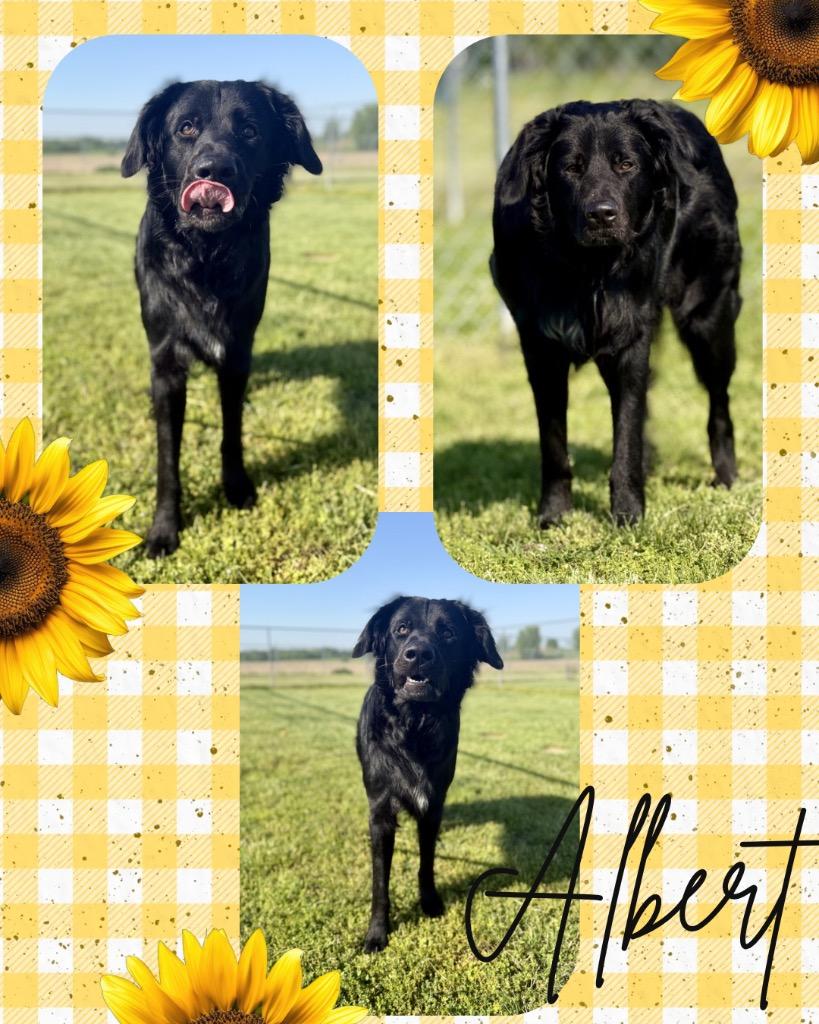 Albert/Levi, Adoptable, Young Male Golden Retriever & German Shepherd Dog.
