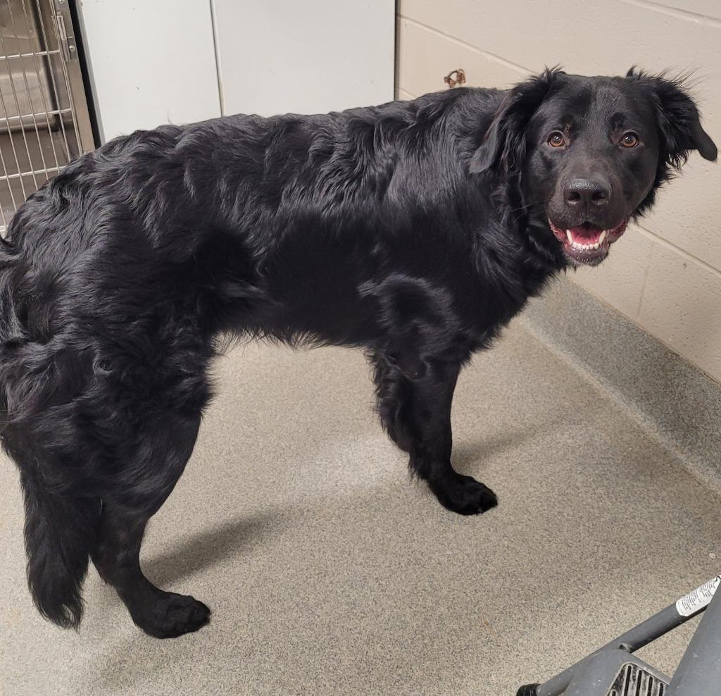 Enlarge Albert/Levi, a Adoptable mixed breed in Hopkinsville, KY image 2/2