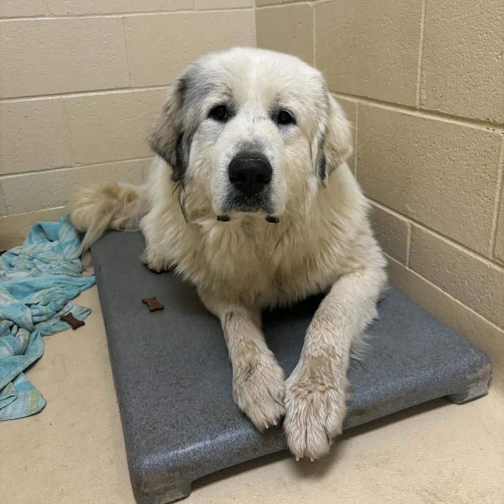 Snickerdoodle, Adoptable, Adult Male Mixed Breed.