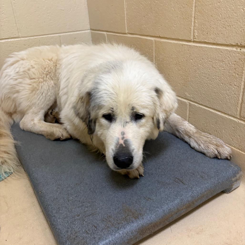 Enlarge Snickerdoodle, a Adoptable Mixed Breed in Winston-Salem, NC image 2/2