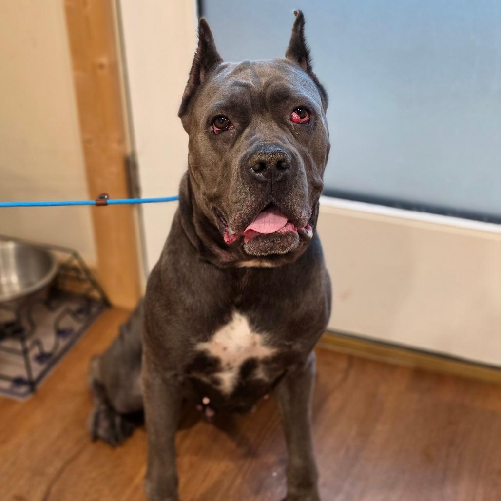 Ororo, Adoptable, Adult Female Cane Corso.