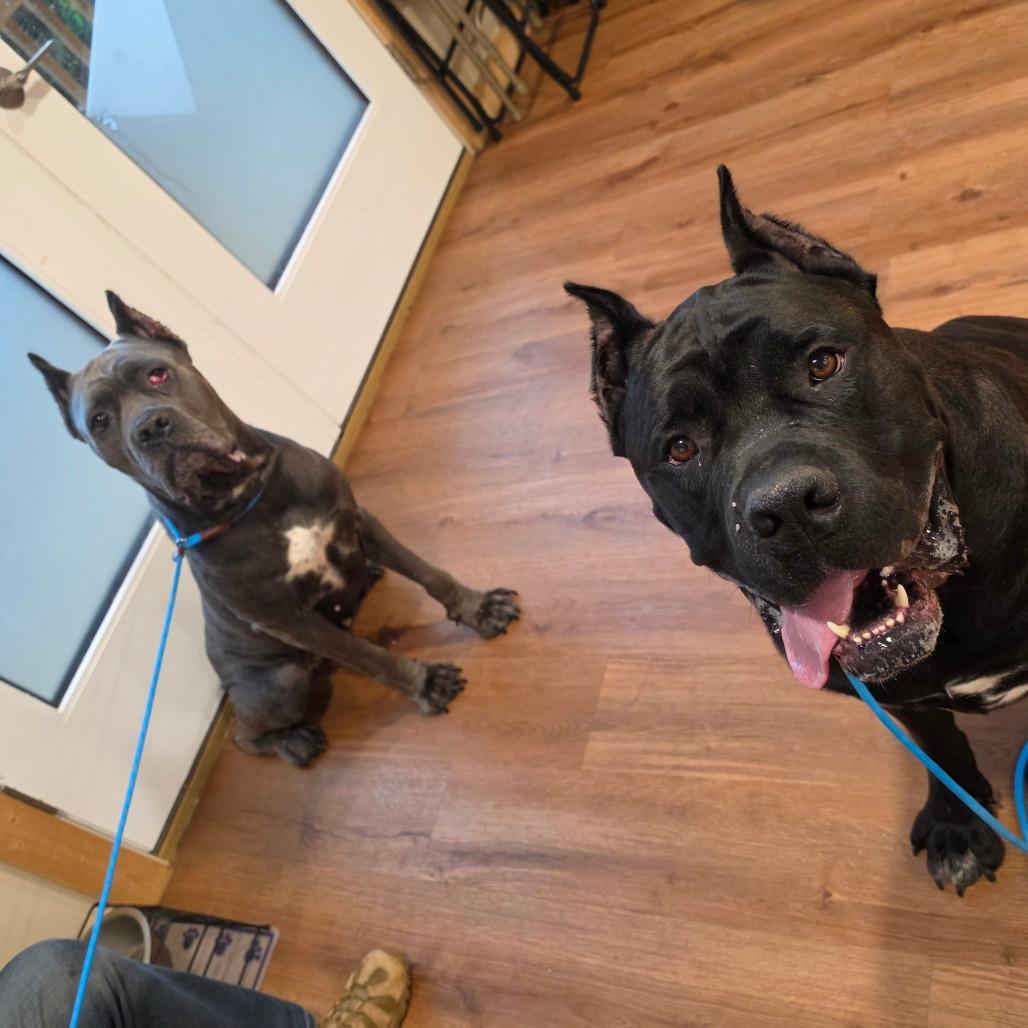 Enlarge Ororo, a Adoptable Cane Corso in Easton, PA image 2/3