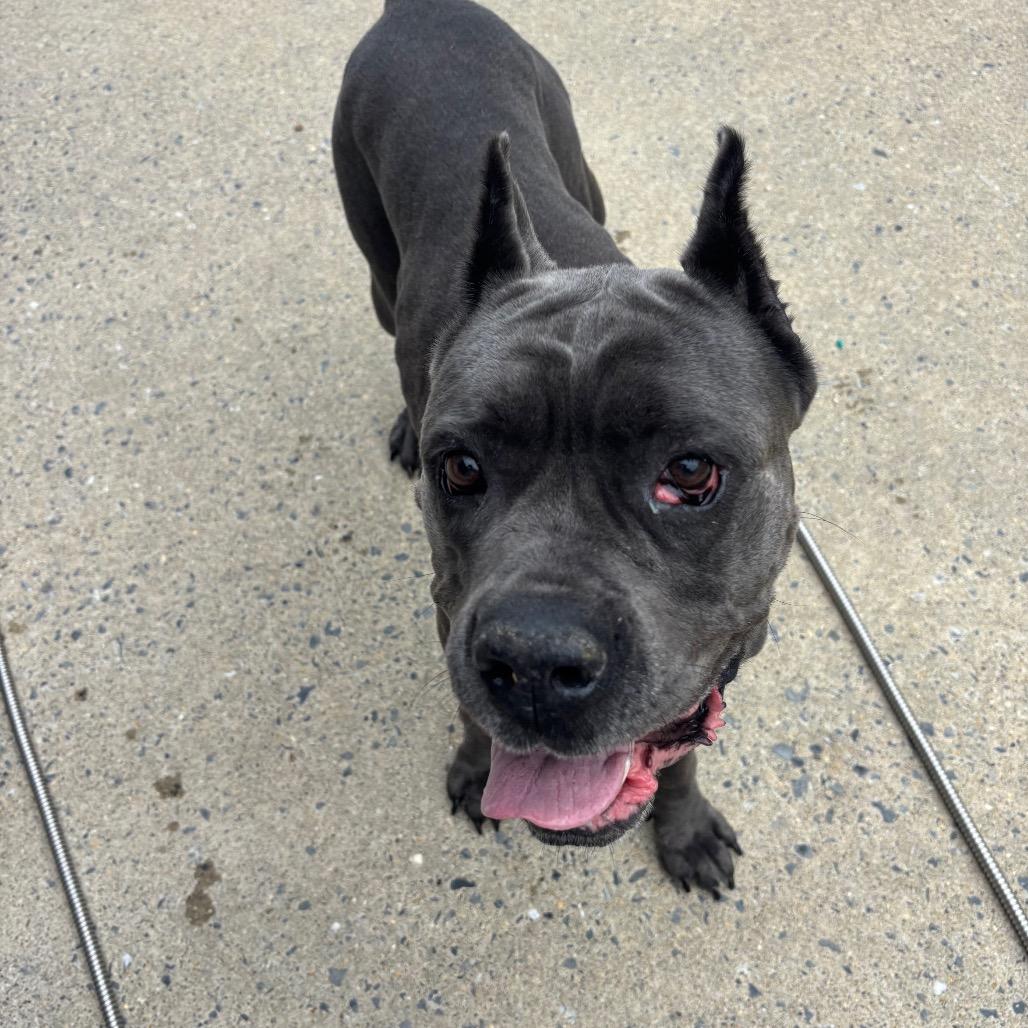 Enlarge Ororo, a Adoptable Cane Corso in Easton, PA image 3/3