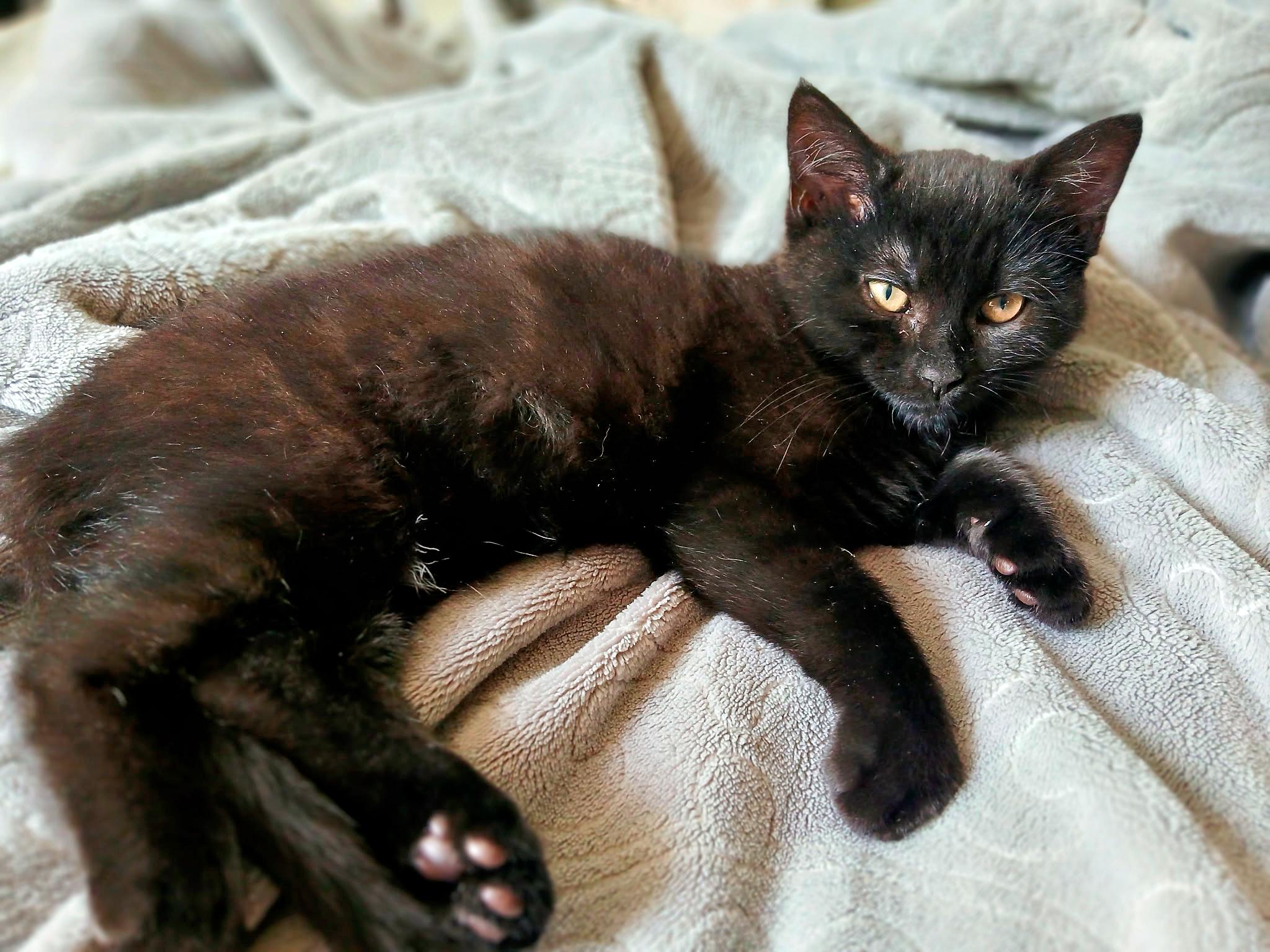 Bella, an adoptable Domestic Short Hair in Pittsburgh, PA_image-1