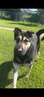 Enlarge Buddy, a Adoptable mixed breed in Moline, IL image 1/1
