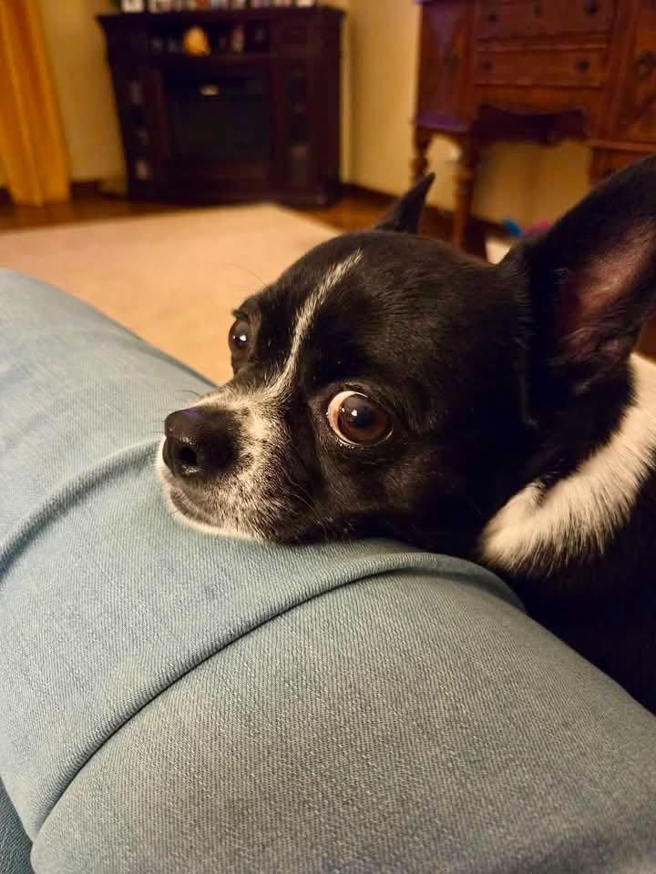Enlarge Bubba-Courtesy Listing, a Adoptable mixed breed in Decorah, IA image 3/6