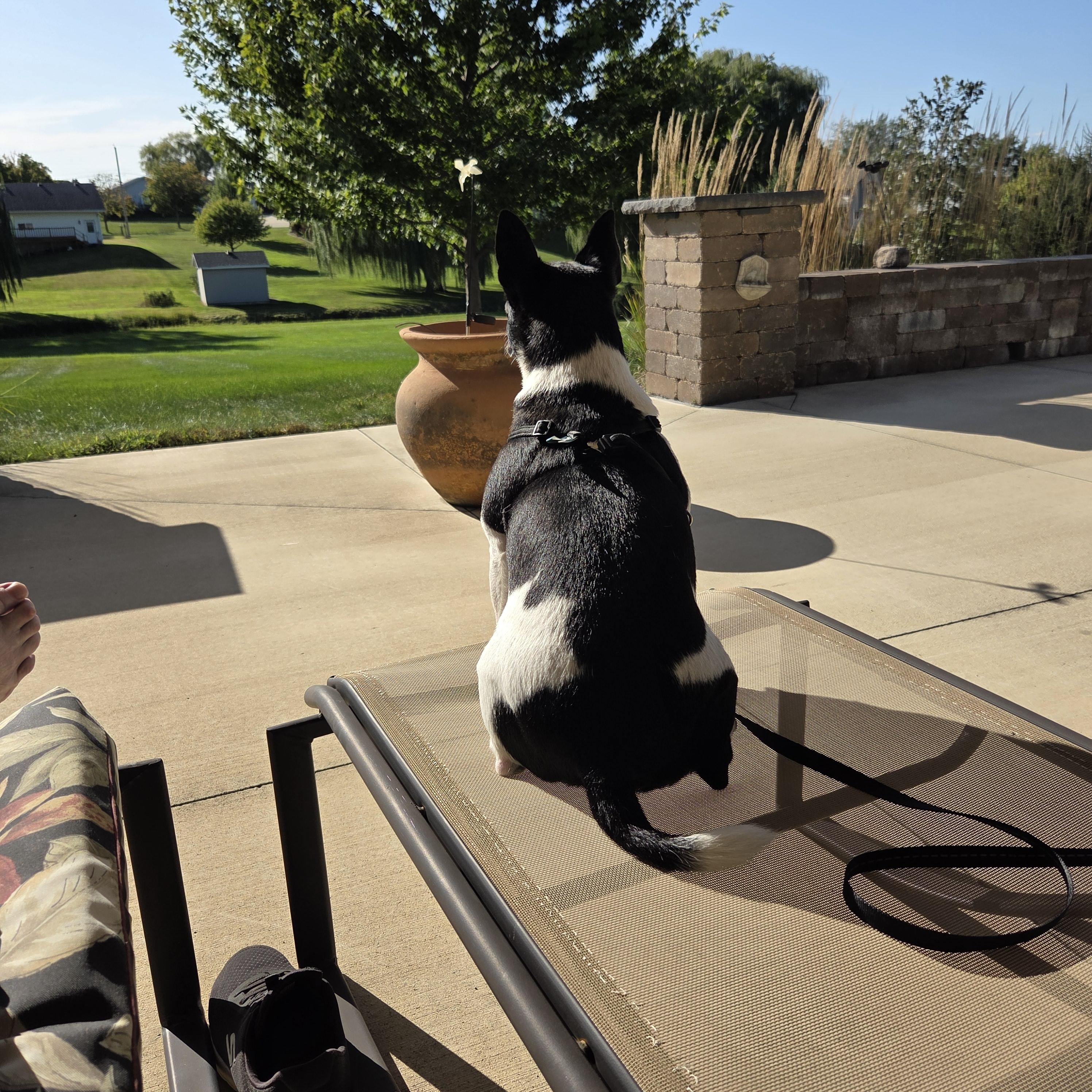 Enlarge Bubba-Courtesy Listing, a Adoptable mixed breed in Decorah, IA image 5/6