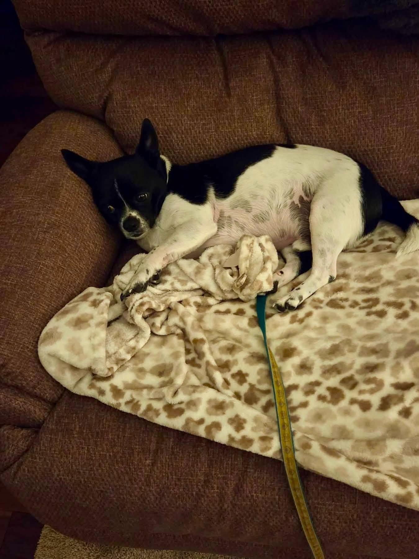 Bubba-Courtesy Listing, Adoptable, Adult Male Boston Terrier & Chihuahua.
