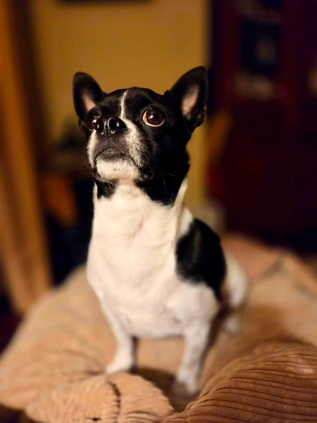 Enlarge Bubba-Courtesy Listing, a Adoptable mixed breed in Decorah, IA image 4/6