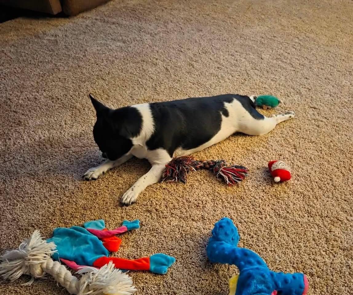 Enlarge Bubba-Courtesy Listing, a Adoptable mixed breed in Decorah, IA image 6/6