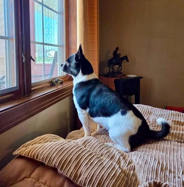 Enlarge Bubba-Courtesy Listing, a Adoptable mixed breed in Decorah, IA image 2/6