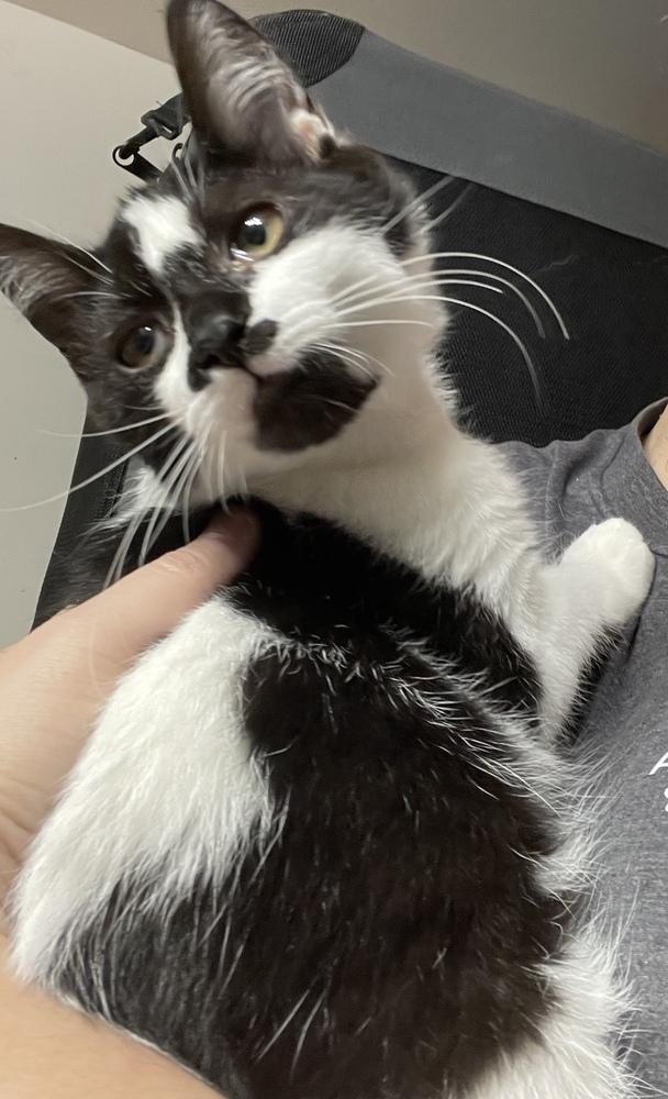 Daisy, Adoptable, Kitten Female Domestic Short Hair.