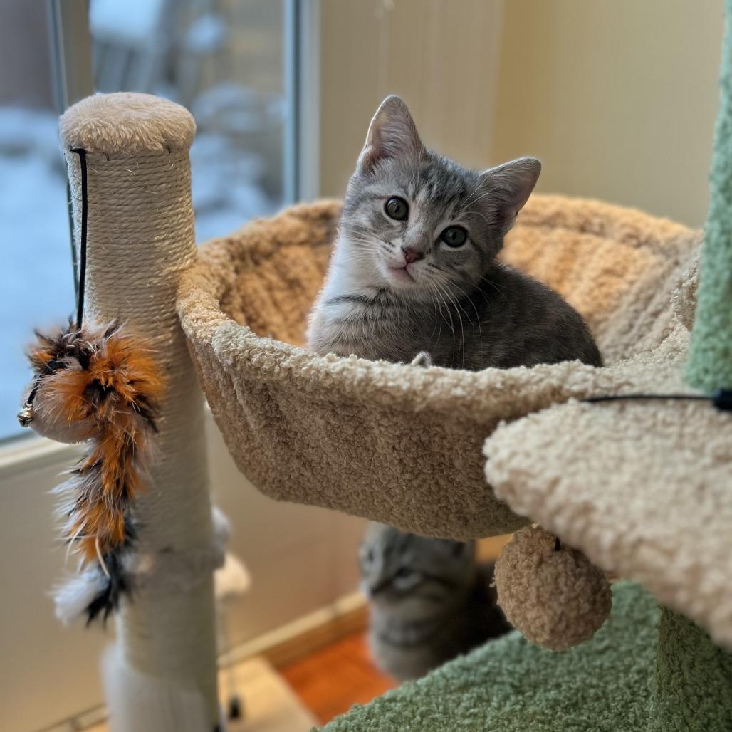 Pearl, Adoptable, Kitten Female Domestic Short Hair.