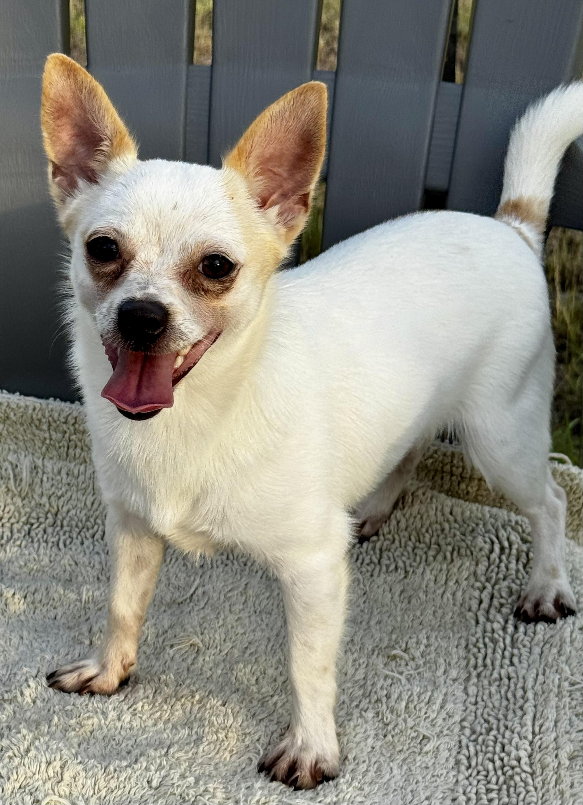 Just a Sweet Little Guy!!!, an adopted Chihuahua in Fort Myers Beach, FL image 2/3