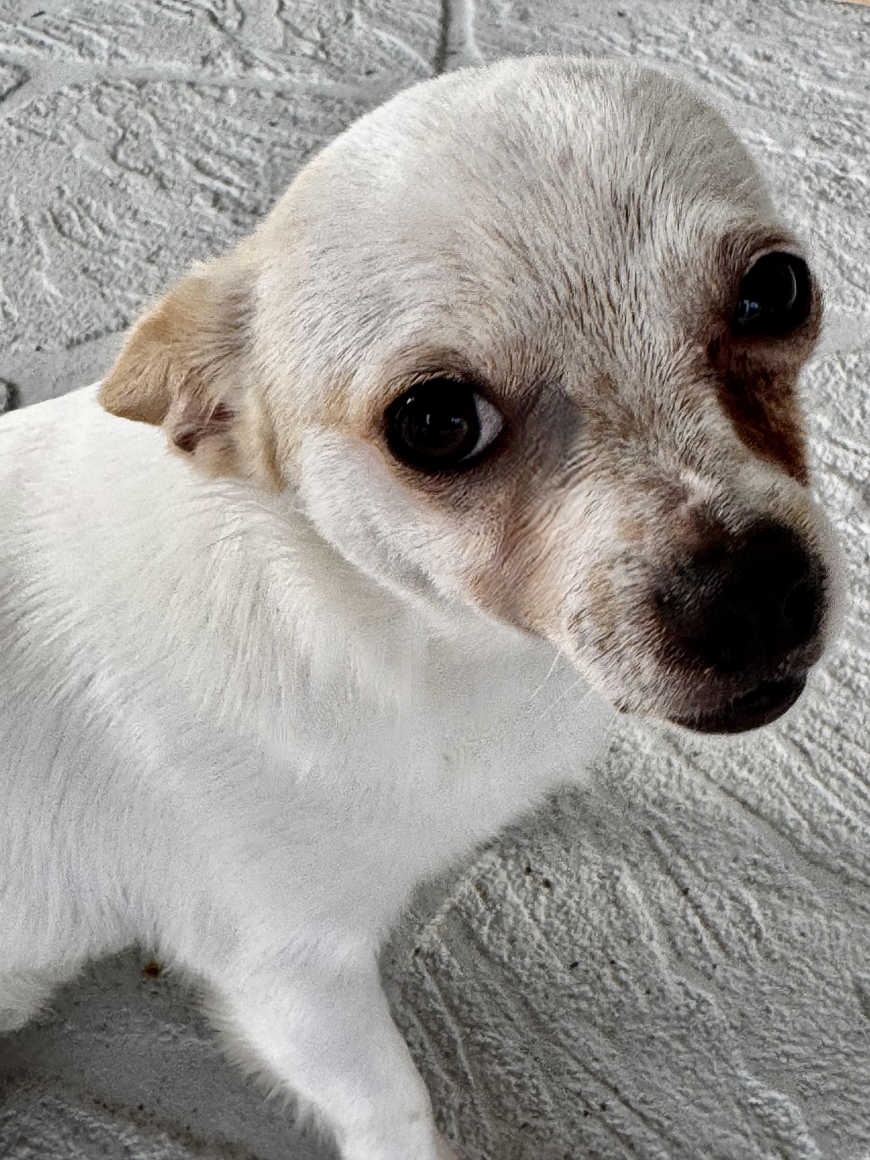Just a Sweet Little Guy!!!, adopted, Young Male Chihuahua.