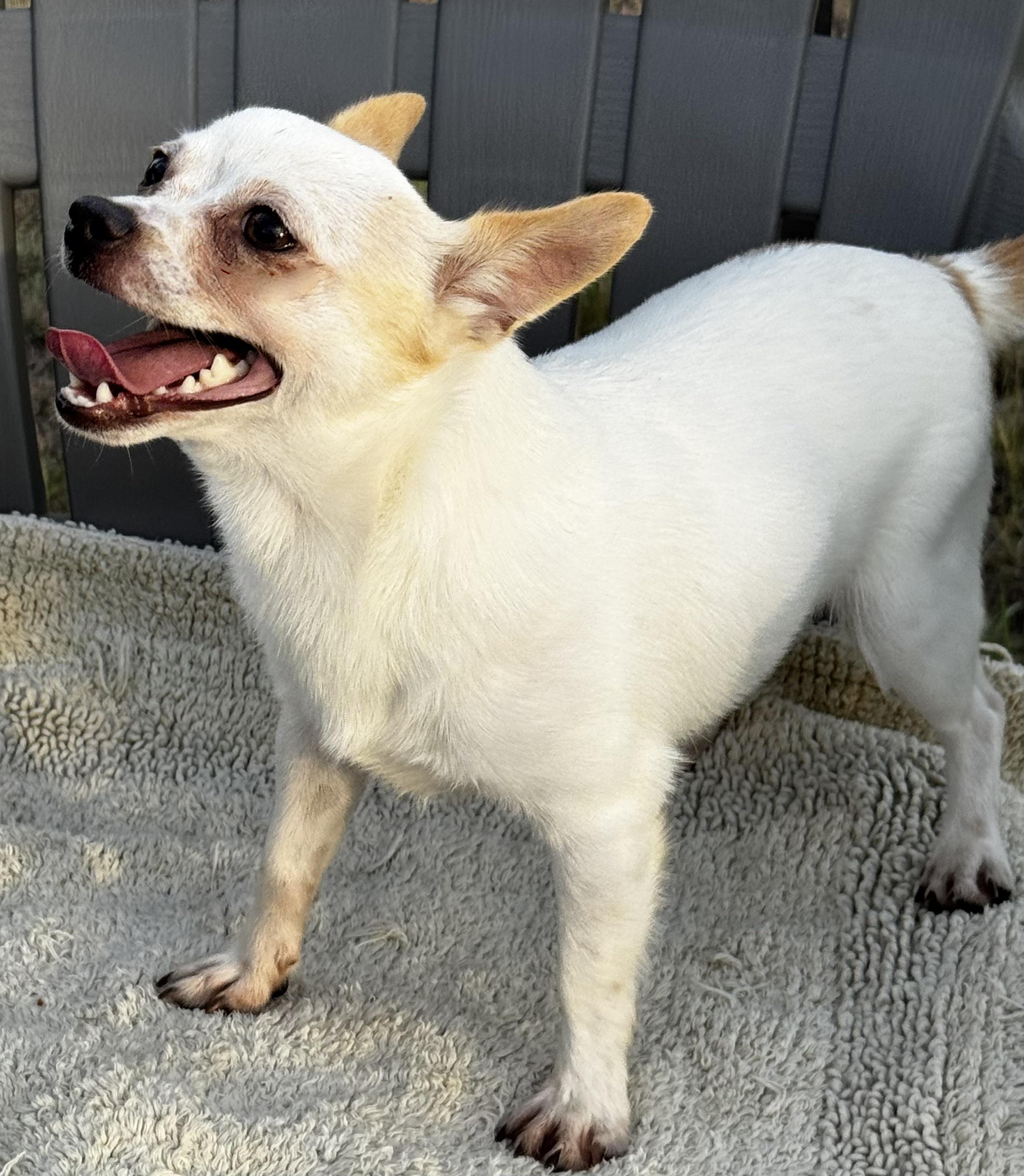 Just a Sweet Little Guy!!!, an adopted Chihuahua in Fort Myers Beach, FL image 3/3