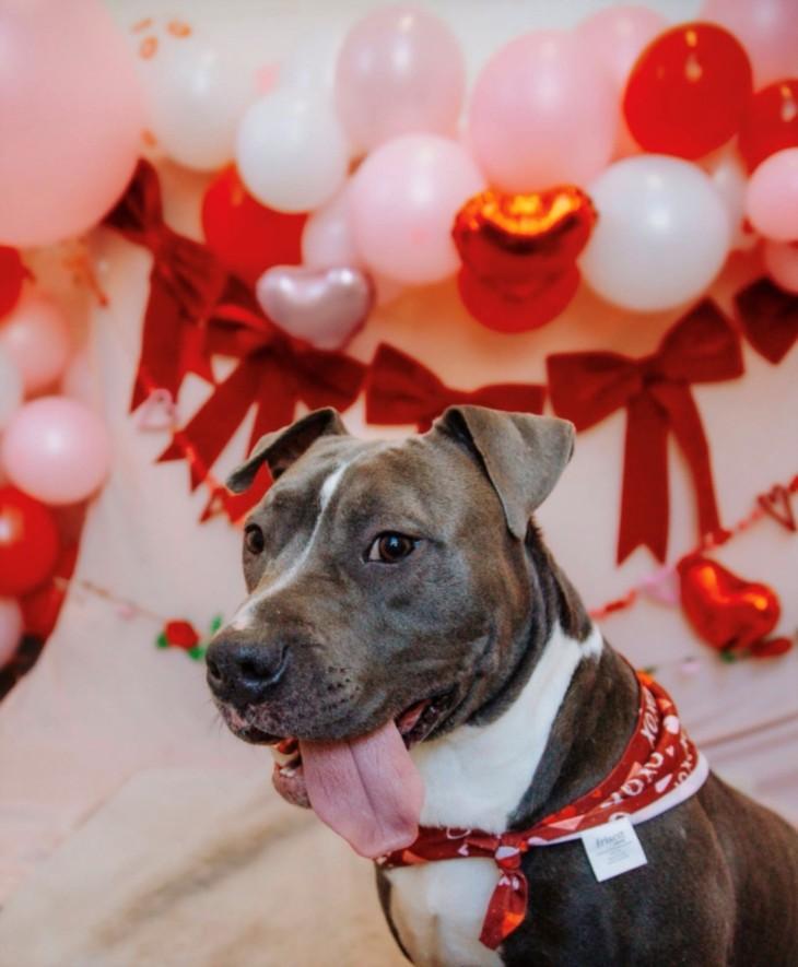 Enlarge CALICO, a Adoptable Pit Bull Terrier in Toledo, OH image 1/1