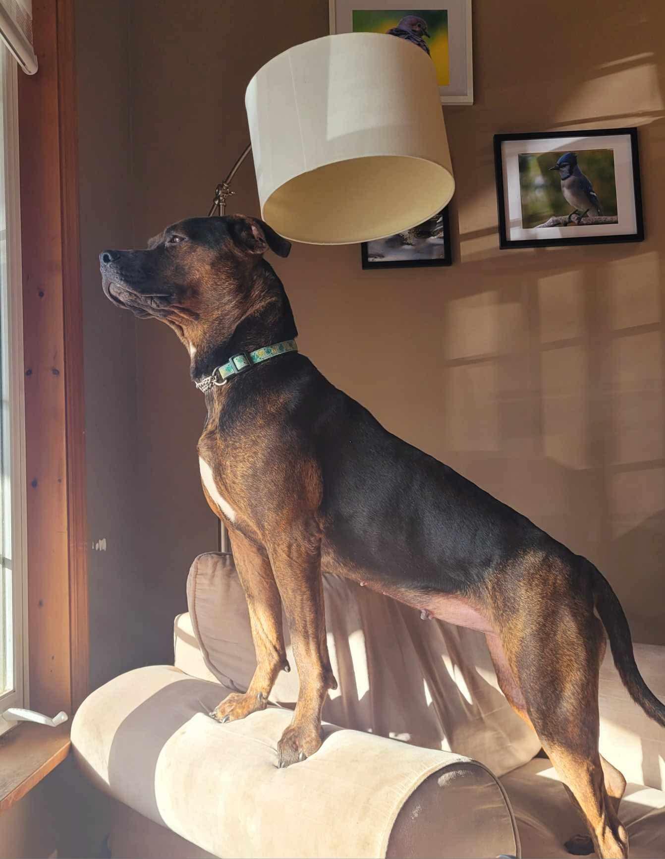 Missy, Adopted, Adult Female American Bulldog & Rottweiler.