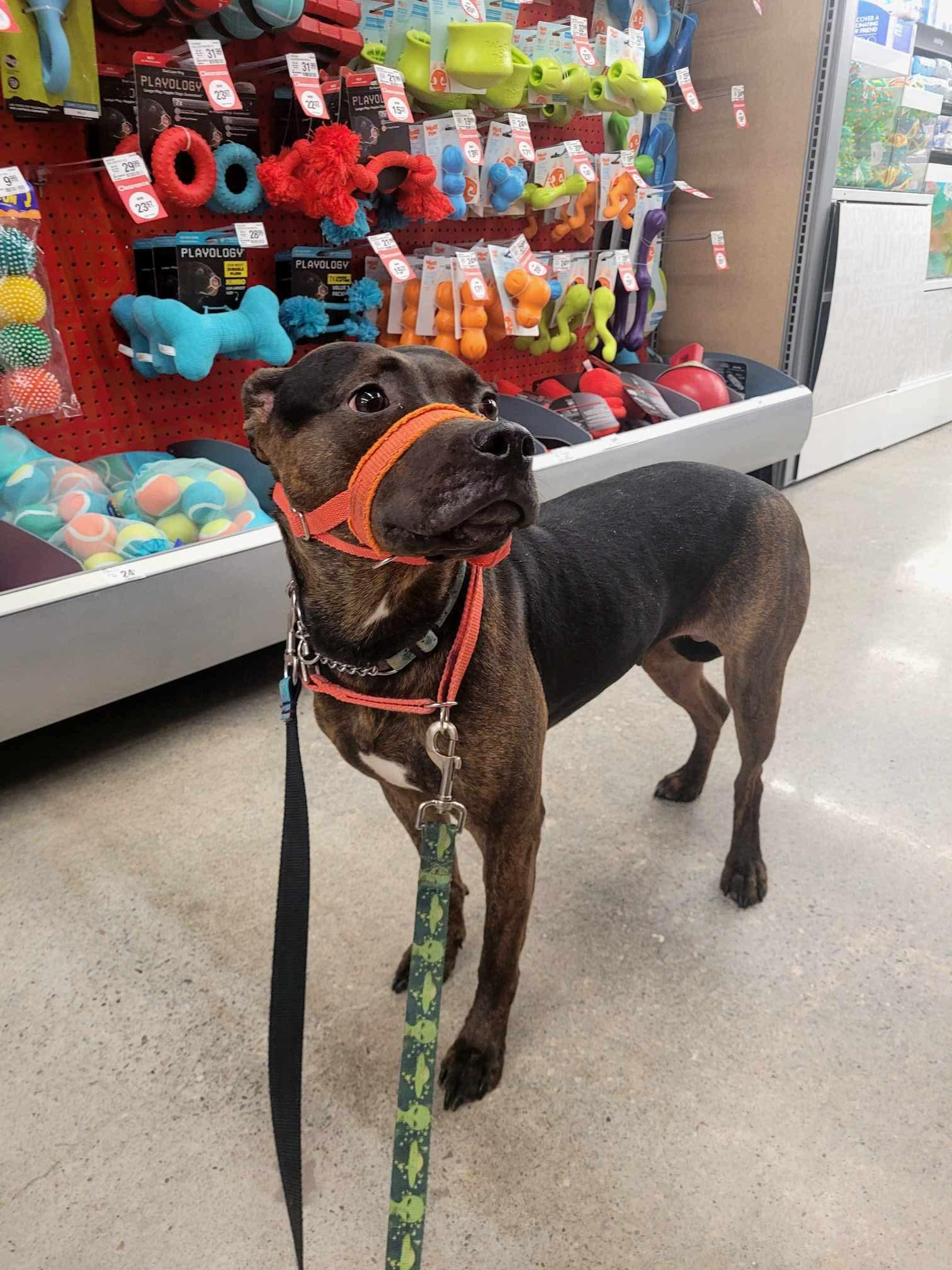 Missy, a Adopted mixed breed in Hawkestone, ON image 2/3