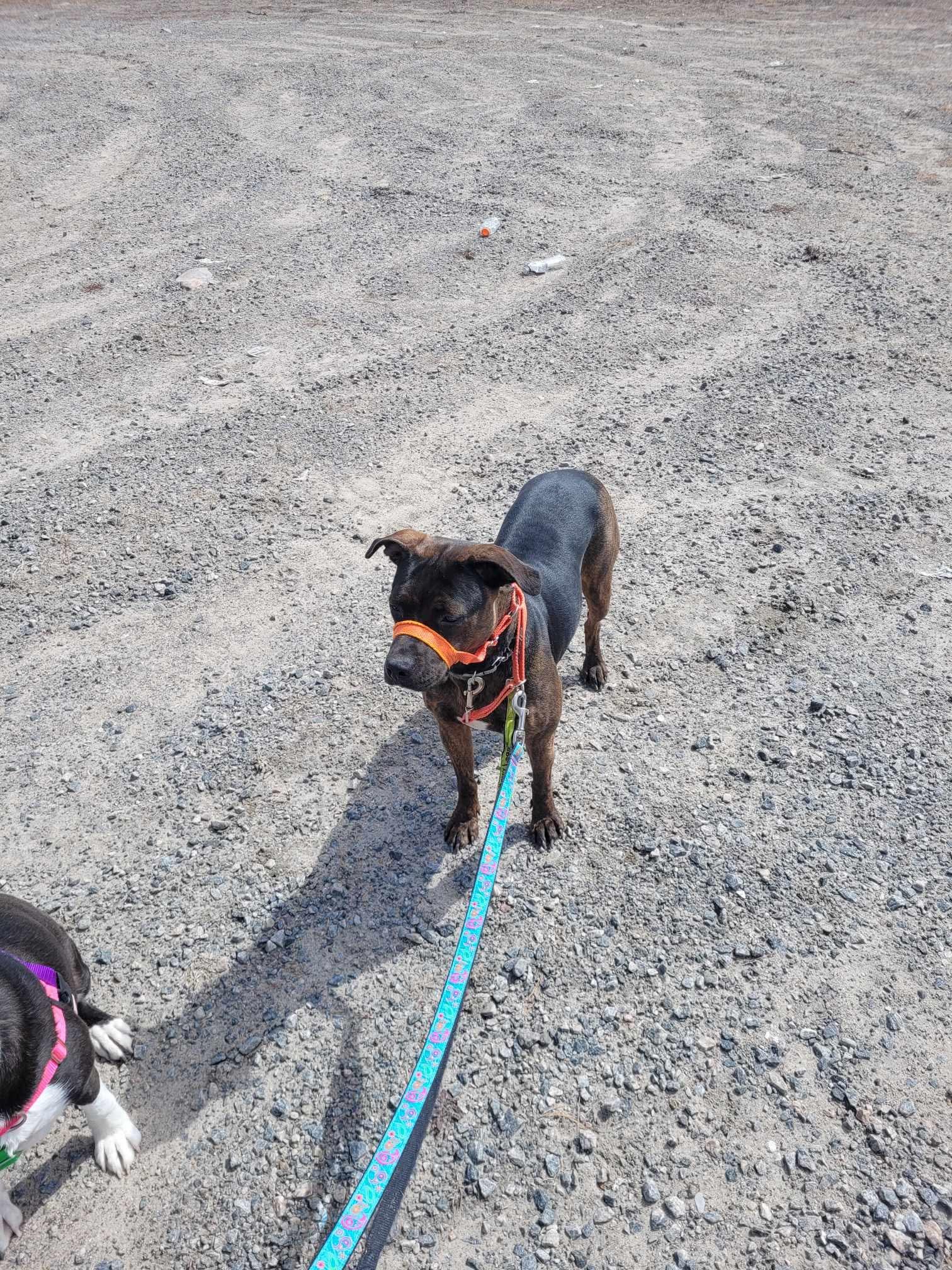 Missy, a Adopted mixed breed in Hawkestone, ON image 3/3